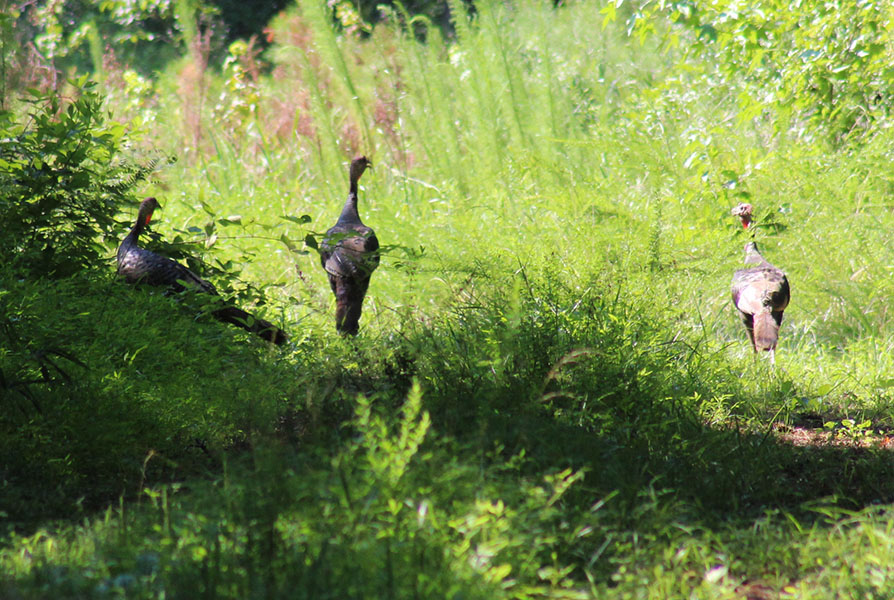 Wild turkeys in the Croatan National Forest in Craven County, NC. (Photo by Wendy Card)