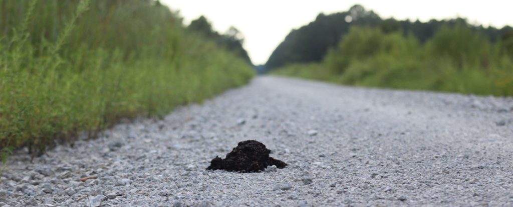 Bear scat on Catfish Lake Farm Road in the Croatan National Forest. (Photo by Wendy Card)