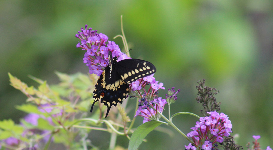 Butterfly in New Bern, NC.