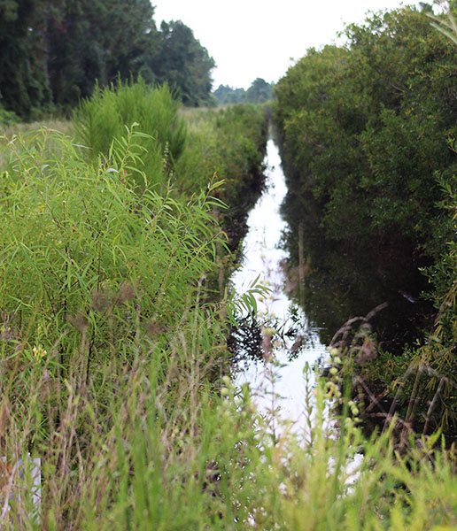 A canal leads to an inventoried roadless area in the Croatan National Forest. (Photo by Wendy Card)