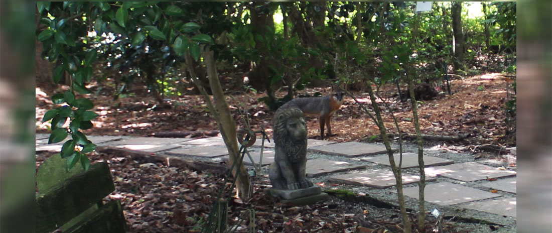 Gray fox in New Bern, NC. (Photo by Wendy Card)