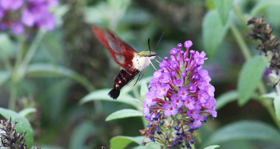 Hummingbird moth in New Bern, NC.