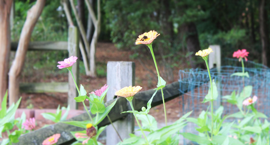 Bee in New Bern, NC.