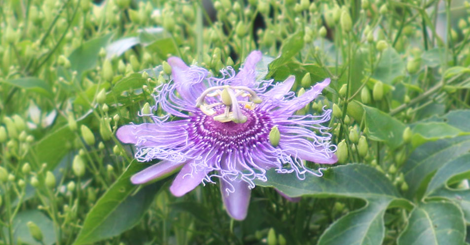Passionflower in New Bern, NC.