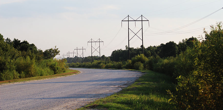 Powerlines on Catfish Lake Road in the Croatan National Forest