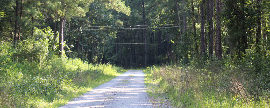 Power lines in the forest