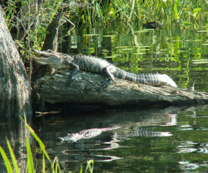 Alligator (Richad Scearce)