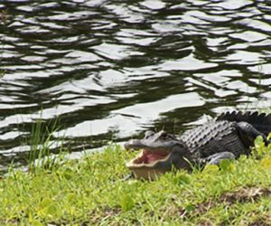 Alligator