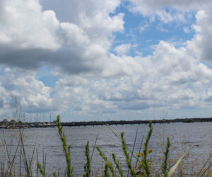 Banks of the Trent River in New Bern, NC