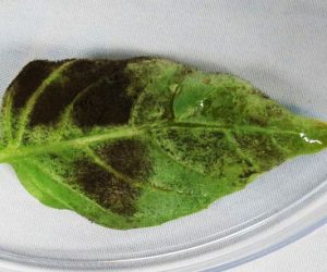 Basil Downy Mildew