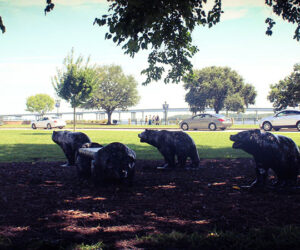 Union Point Park in New Bern, NC (photo by Wendy Card)