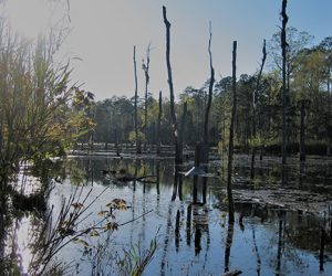 Craven County Clean Sweep