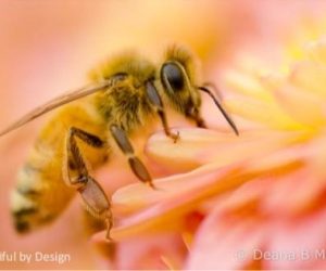 Bee-utiful by Design © Deana Marion
