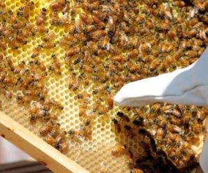 The Beers and The Bees