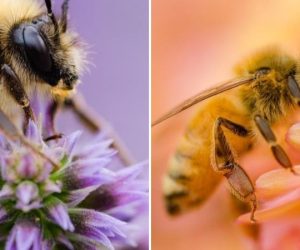 Photo of bees on flowers