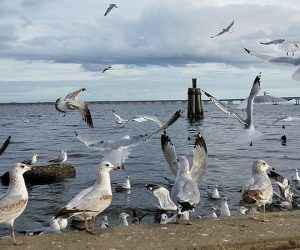 Birds at Union Point Park in New Bern NC