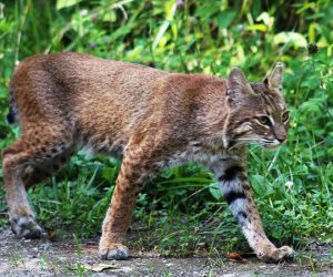A bobcat in the Croatan National Forest in Craven County, NC. (Photo by Wendy Card)