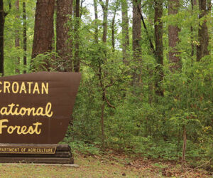 Brices Creek management area of Croatan National Forest. Photo by Wendy Card.