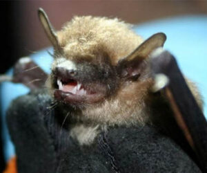 Brown Bat (U.S. Fish and Wildlife Service)