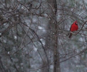 Snow falls in New Bern, NC on Jan. 31, 2026. (Photo by Wendy Card)