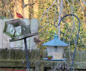 Cardinals and Painted Bunting