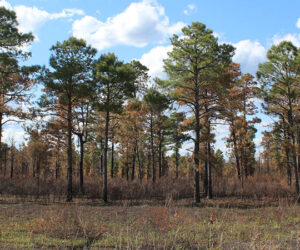 Wildfire spread off Catfish Lake Road in Croatan National Forest. (Wendy Card)