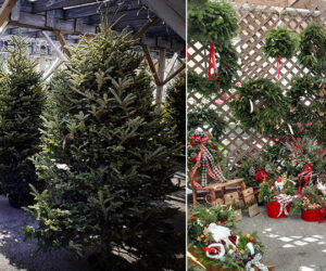 Christmas Trees and Wreaths for sale in the Greater New Bern area