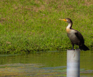 Cormorant watches over pond in New Bern neighborhood. Photo by Wendy Card.