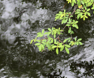 Creek in Craven County, N.C. (Wendy Card)