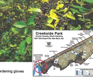 Clean up invasive plants at Creekside Park in New Bern, NC