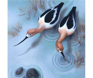 Critters 2019 - American Avocets by Margaret King