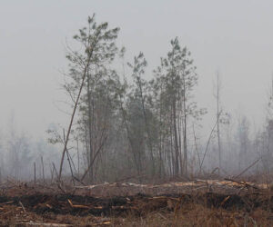 Croatan Nationa Forest Wildfire. Photo by Wendy Card.