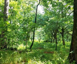 Croatan National Forest