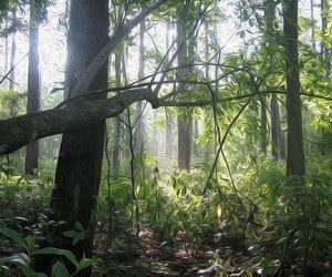 Enjoy the Great Outdoors