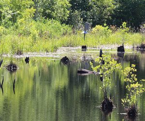 A pond in the Croatan National Forest. (Photo by Wendy Card)
