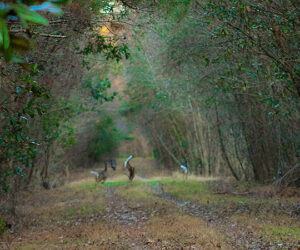 Deer prancing in the woods