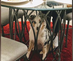 Dog under a table