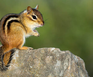 Eastern Chipmunk