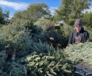 New Bern High School Marching Band Drum Major Ethan Chapman unloading Christmas trees at the Ft. Macon dunes