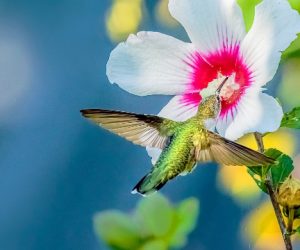 Evie Chang Henderson: Hummer & Rose of Sharon