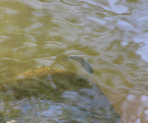 Fish in a creek in New Bern, N.C.