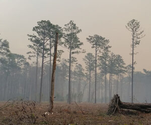 Fire in the Croatan National Forest