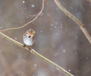 Fox Sparrow rests on a snowy tree limb