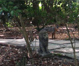 Gray fox in New Bern, NC. (Photo by Wendy Card)