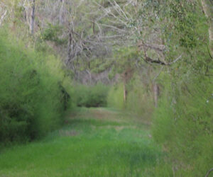 Trail to food plots in Croatan National Forest. Credit: Wendy Card