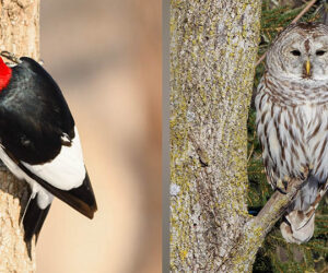 Red-headed Woodpecker by Manny Salas and Barred Owl by Matt Boley