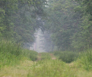 Wildfire burns in the Croatan National Forest on April 21, 2023. Photo by Wendy Card.