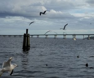 Gulls at Union Point Park