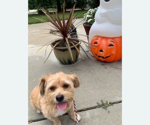 Keep your pets safe during halloween