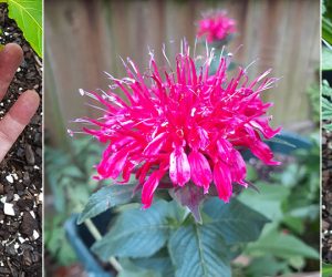 In the Weeds - June 5, 2021